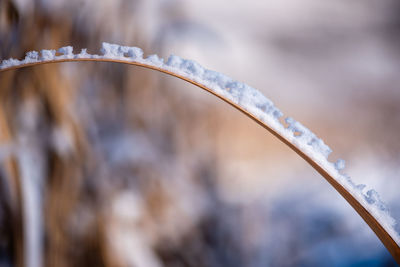 Close-up of frozen plant