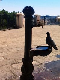 Pigeon perching on railing