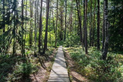 Varnikai cognitive walking way at trakai historical national park, wooden walking path in forest