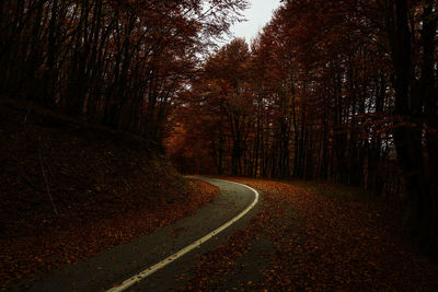 Road amidst trees in forest