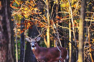 Deer in a forest