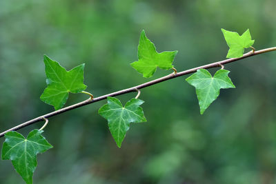 Close-up of green leaves on plant