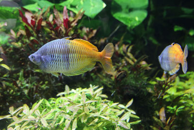 Close-up of fish swimming in aquarium