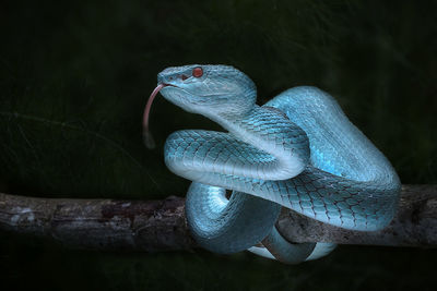 Close-up of snake at night