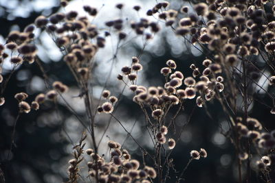 Close-up of dry plants during winter