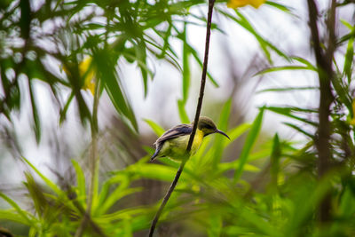 Bird perching on a plant