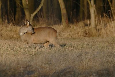 Deer in a field