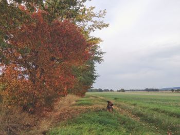 Trees on grassy field