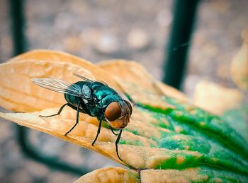 Close-up of fly