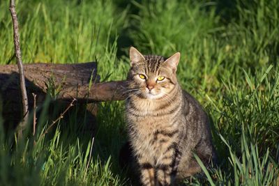 Portrait of a cat on field