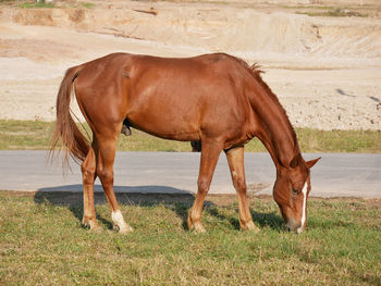 Horse grazing in a field