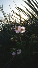 Close-up of flowers growing on tree