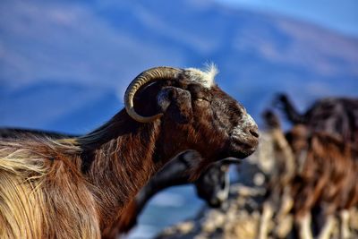 Goat portrait on crete island in greece