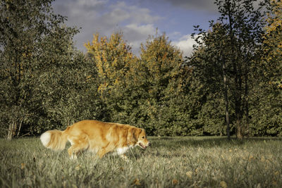Walking dog in high grass, dog walking alone on the meadow, dog on field