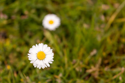 Close-up of white daisy flower on field