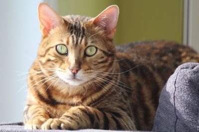 Close-up portrait of cat sitting on man