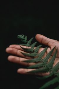 Close-up of hand holding leaves over black background