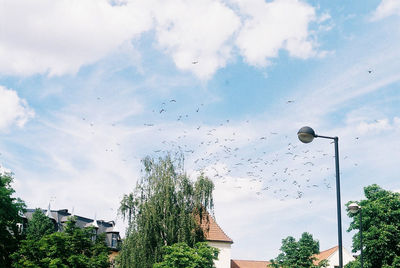 Low angle view of birds flying against sky