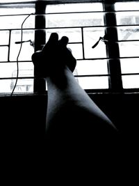 Close-up of silhouette bird on window