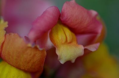 Close-up of pink rose flower