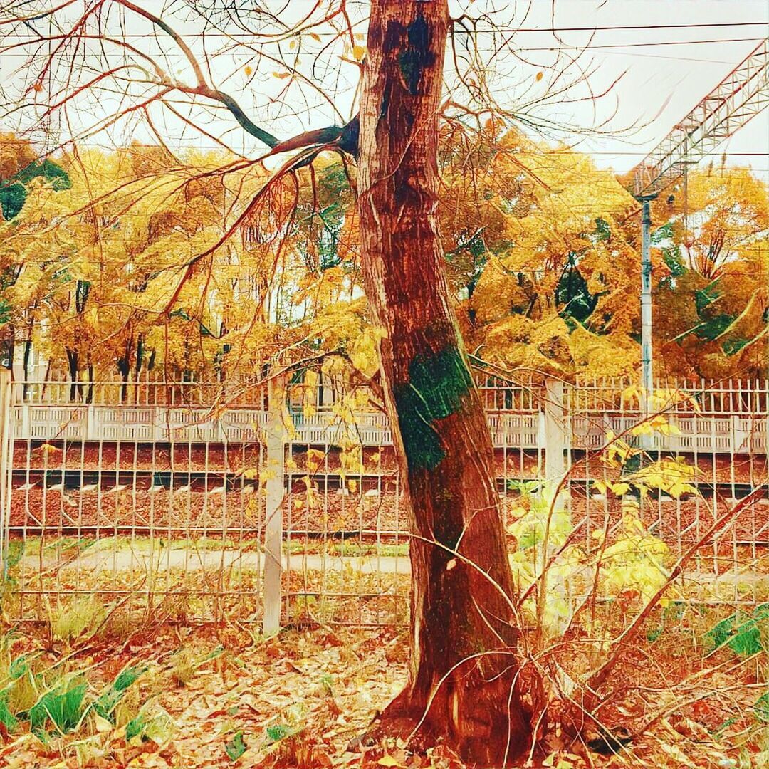 BARE TREE IN FENCE AGAINST SKY