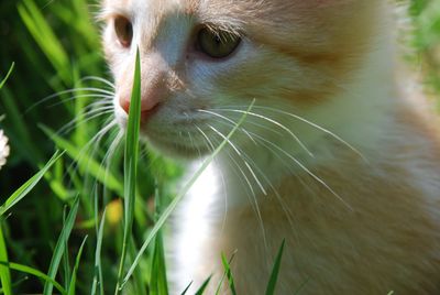 Close-up of a cat