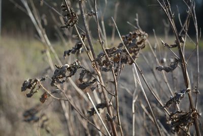 Close-up of dry plant