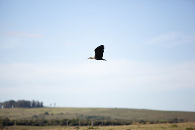 Bird flying in the sky