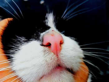 Close-up of a cat