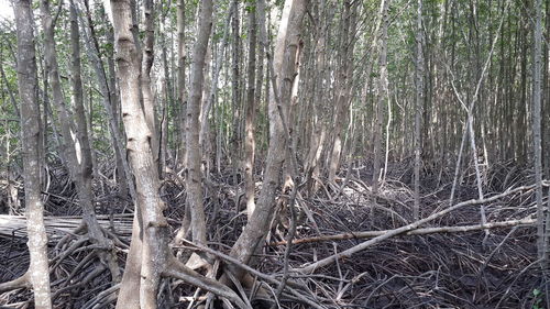 Close-up of bare tree in forest