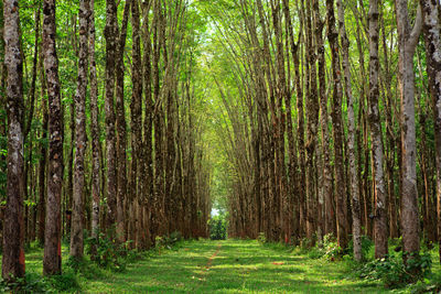 Scenic view of trees in forest