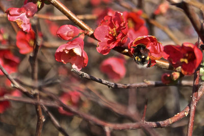 Close-up of red flowers on branch