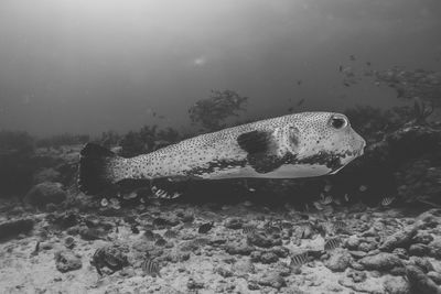 Fish swimming in sea