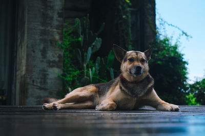 Portrait of dog resting