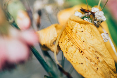 Close-up of dry flower petals