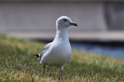 Close-up of seagull on land
