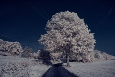 Country road amidst trees against sky