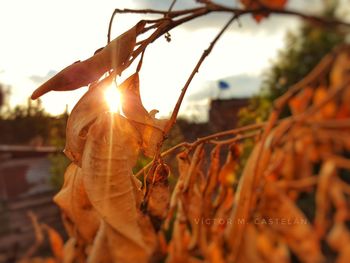 Close-up of autumn leaves against sky during sunset