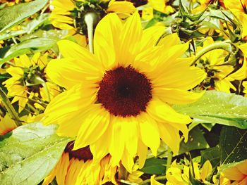 Close-up of sunflower blooming outdoors