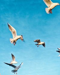 Low angle view of seagulls flying in the sky