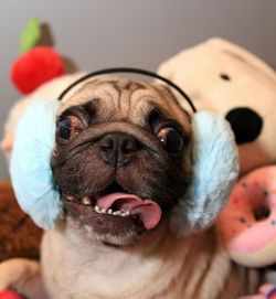 Portrait of pug wearing ear muff at home