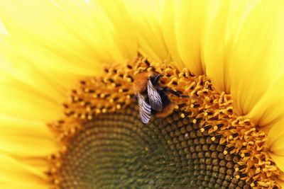 Close-up of bee pollinating on sunflower