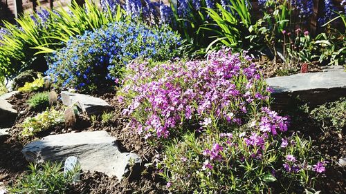 Purple flowers growing outdoors