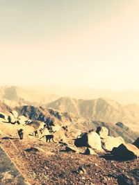 Scenic view of landscape against clear sky