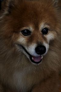 Close-up portrait of dog