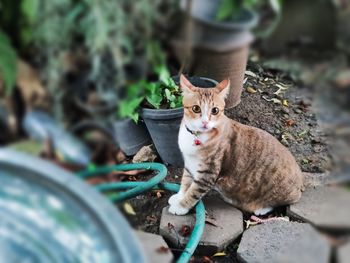 Portrait of cat sitting outdoors