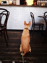 Dog sitting on chair