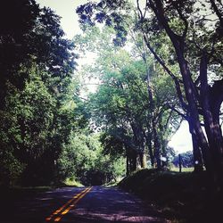 Road passing through trees