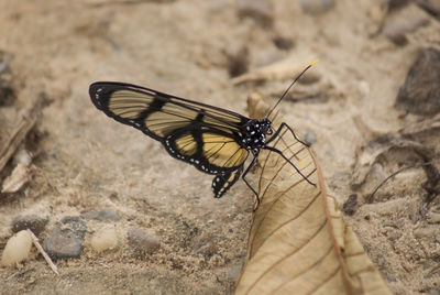 Close-up of insect on hand