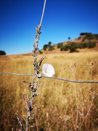 Close-up of flowering plant on field against blue sky